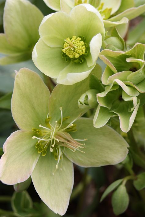 Green Hellebore, Pantone Green, Lenten Rose, Perennial Flowers, Flower Stock, Different Shades Of Green, Flowers Perennials, Sugar Flowers, Exotic Flowers