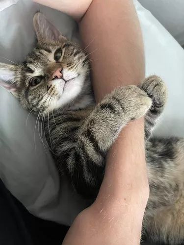 15 Cats Cuddling With Their Favorite Human | Cuteness Exe Has Stopped Working, Cuddle With Boyfriend, Cats Cuddling, Hilarious Images, Kitten Cuddle, Vision Board Images, Same Energy, Cat Cuddle, Ig Account