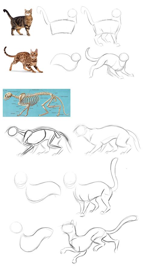 Skitse Bog, Cat Drawing Tutorial, Cats Art Drawing, Cat Anatomy, Warrior Cat Drawings, Cat Sketch, 강아지 그림, Types Of Cats, Warrior Cats Art