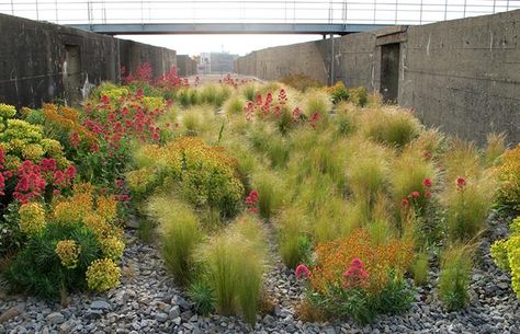 Landscaping Inspiration, Gravel Garden, Grasses Garden, Yard Design, Natural Garden, Ornamental Grasses, Landscaping Plants, Plant Design, The Grass