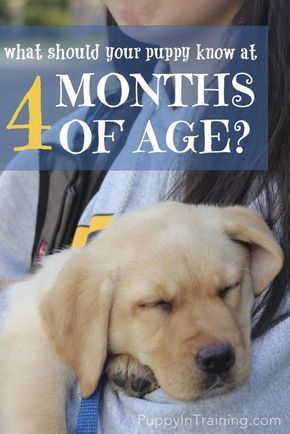 What Did Our Puppy Archer Know At 4 Months of Age? Crate Training Puppy, Dog Minding, Harness Dog, Easiest Dogs To Train, Dog Behavior Problems, Puppy Training Tips, Aggressive Dog, Training Your Puppy, Dog Obedience