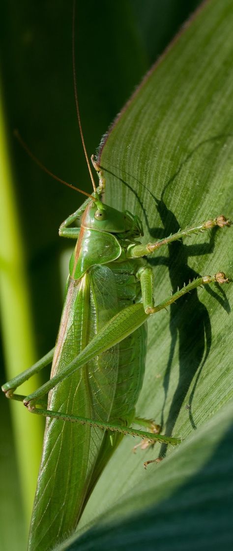 About Wild Animals: Insect Pictures Grasshopper Pictures, Peach Vibes, Insect Pictures, Winged Animals, Green Grasshopper, Pictures Of Insects, Insect Photos, Garden Mural, The Giant Peach