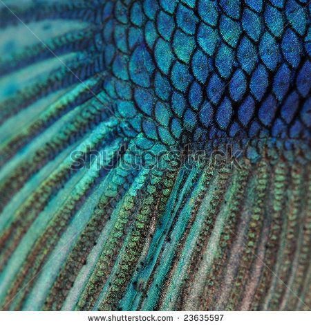 Close-up on a fish skin - blue Siamese fighting fish - Betta Splendens in front of a white background - stock photo Mermaid Aesthetic, Fish Scales, Princess Of Power, Young Justice, Betta Fish, Sirens, Blue And Green, Under The Sea, The Little Mermaid