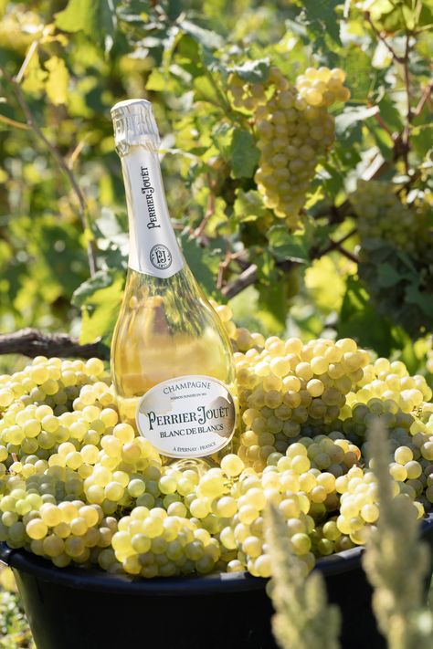 At Maison Perrier-Jouët, the harvest season is a beautiful celebration of the Chardonnay grape, signature of the House.​ Harvest is also the precise start of the grape journey, from the vineyards to the bottle.​ ​ #PerrierJouet #Champagne #Winemaking #ChampagneLovers #ChampagneMoments #Nature #VineyardLifecycle #Harvest ​ PLEASE DRINK RESPONSIBLY​ Please only share our posts with those who are of legal drinking age.​ Champagne Bottle Photoshoot, Winemaker Photography, Wine Commercial, Harvest Photography, Grape Harvest, Perrier Jouet, Arabic Dress, Drink Responsibly, Grape Harvesting