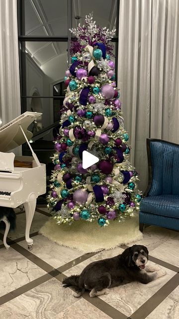 Antoinette Boston on Instagram: "I don’t know what’s cuter, the tree or the dog! Also, can we get into the colors on this tree 🙌🏽🤩!! If you see this video and love it, drop 💜🩵 in the comments!  . . . . . #christmastree #viral #christmasdecor #viral #share #navidad #natal #instagood #instadaily #purple #christmas2023 #luxury #luxuryhomes #christmasinspiration #christmastreedecorating" Purple Green Christmas Tree, Purple Christmas Tree Ideas, White Christmas Tree Purple Decorations, Christmas Tree Purple Decorations, Purple Christmas Tree Decorations, Purple Christmas Tree Silver And Teal Ornaments, Purple Chirstmas Tree, Purple Christmas Tree, Christmas Goose