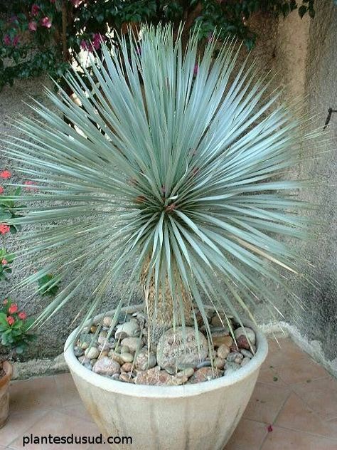 Exotic House Plants, Arizona Garden, Yucca Rostrata, Yucca Plant, California Garden, Garden Terrace, Hardy Plants, Garden Landscape Design, Desert Landscaping