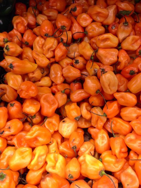 Habanero chiles are sssssssspicy! Chile Habanero, Historical Artwork, Brand Board, Personal Brand, Fruits And Veggies, Delicious Food, Chile, Yummy Food, Stuffed Peppers