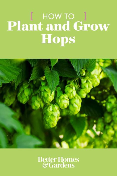 Hops is a robust, easy-to-grow perennial vine that is an essential ingredient of beer and in the right location is an attractive ornamental. #gardenideas #gardening #howtogrowhops #perennial #bhg Trendy Diys, Growing Hops, Hops Vine, Hops Plant, Garden Tricks, Beer Ingredients, Gardening Trends, How To Grow Taller, Side Yard