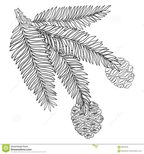 Sequoiadendron Giganteum, Sequoia National Park California, Tree Doodle, Sequoia Tree, Tree Stencil, Tree Icon, Tree Sketches, Outline Illustration, Conifer Trees