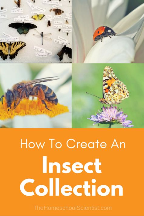 Insect Collection Project, Parts Of An Insect, Insect Project, Backyard Science, Preschool Bugs, Homeschooling Science, Biology Experiments, Homeschool Science Experiments, Ag Education