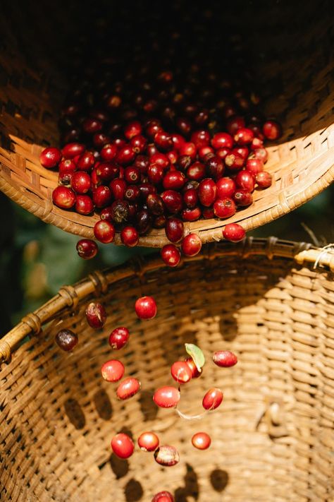 Coffee Process, Coffee Infographic, Coffee Colors, Unique Garden Decor, Coffee Tree, Coffee Roastery, Farm Photography, Coffee Farm, Fall Fruits