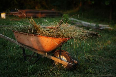 Red Wheelbarrow, Summer Of Love, Yearbook, Garden Tools, Art Journal, Photo Sharing, The Year, Tattoos, Red