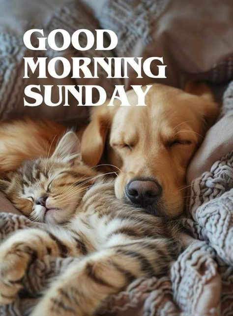 Good Morning Sunday Images Beautiful, Cute Good Morning Wednesday, Good Sunday Morning Images, Morning Tuesday Images, Good Morning Wednesday Images, Good Morning Cartoon Images, Good Morning Winter Images, Good Morning Puppy, Morning Sunday Images