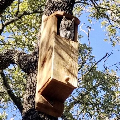 Large Insects, Small Owls, Owl Nest Box, Large Bird Houses, Hummingbird House, Owl Box, Handmade Gifts For Him, Wood Birdhouses, Screech Owl