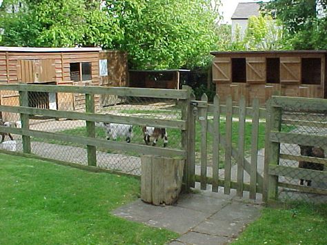 Pygmy Goat House, Goat Fence, Livestock Showing, Goat Playground, Goat Shed, Goat Shelter, Goat Pen, Mini Goats, Goat House