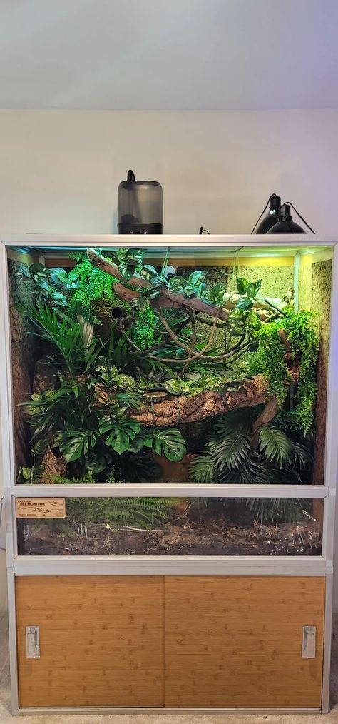 Green Tree Monitor Enclosure, Monitor Enclosure, Crested Gecko Tank, Frog Enclosure, Pet Enclosures, Tank Terrarium, Tropical Terrariums, Snake Terrarium, Animal Enclosures