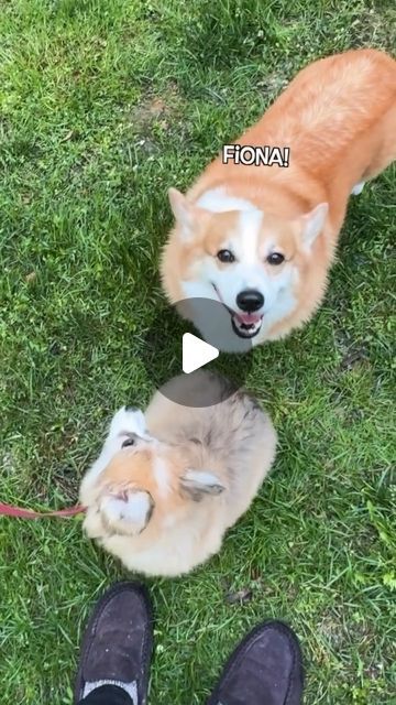 Corgi Puppy Videos, Corgi Videos, Corgi Gif, Puppy Corgi, Cute Corgi Puppy, Corgi Puppies, Corgi Funny, Corgi Puppy, Cute Corgi