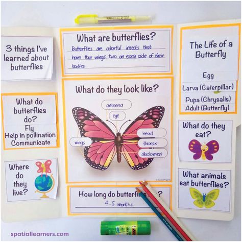 Butterflies | Basic Facts About Butterflies | Science - Spatial Learners Grade 3 Science Projects, Butterfly School Project, Butterfly Science Project, Parts Of Butterfly, Parts Of A Butterfly, Facts About Butterflies, Butterfly Facts For Kids, First Page Of Project, All About Butterflies