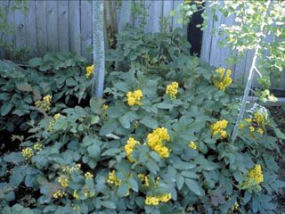 Oregon Grape, Lady Bird Johnson, Seed Bank, Plant List, Pole Dancing, Caicos Islands, Turks And Caicos, Native Plants, Garden Seeds