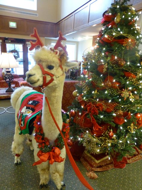 Merry Christmas to all, from Napoleon the Therapy Alpaca! https://www.facebook.com/photo.php?fbid=515612768537723&set=a.420816898017311.1073741825.420814448017556&type=1&theater Llama Costume, Christmas Alpaca, Llamas In Hats, Llama Pictures, Alpaca Ornaments, Llama Llama Red Pajama, Christmas Llama, Llamas With Hats, Llama Face