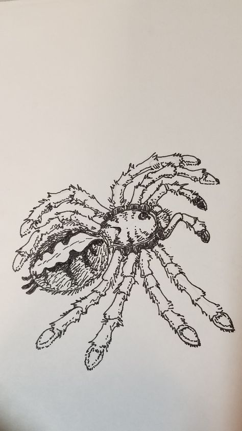 Tarantula sketch by oldsnail Tarantula Sketch, Body Drawing, Diy Table, Spiders, Vector Images, Sketch, Drawings, Quick Saves