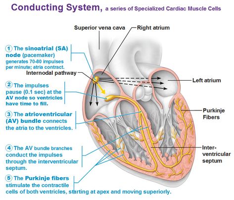 conducting system, sinoatrial node, av node, bundle branches, purkinje fibers, interventricular septum and internodal pathway Conducting System Of Heart, Cardiac Muscle Cell, Muscle Cell, Cardiac Muscle, Cardiology Nursing, Nurse Study, Medicine Notes, Nurse Study Notes, Cardiac Nursing