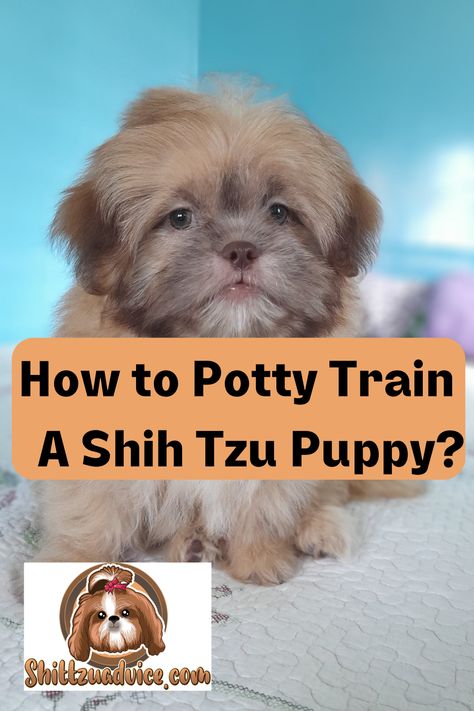 Shih Tzu Puppy Shitzu Puppies Haircuts, Shih Poo Training, Shitzu Haircuts, Shih Tzu Puppy Training, First Night With Puppy, Shih Tzu Care Tips, Shih Tzu Training, Shih Tzu Facts, Puppy Haircut