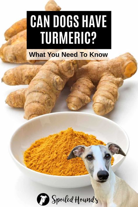 Can dogs have turmeric? Keep your dog safe and find out what you need to know about turmeric for dogs including the fresh root, spice powder, paste, capsules, pills, supplements, and more. Tumeric For Dogs, Turmeric For Dogs, Holistic Dog Food, To Remove Facial Hair, Fresh Turmeric, Turmeric Benefits, Healthy Pets, Can Dogs Eat, Dog Recipes