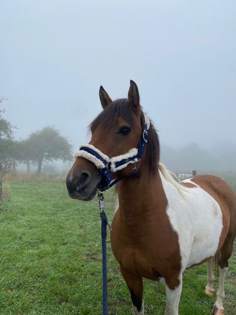 Cute Horse Pictures, Equestrian Aesthetic, Horse Riding Equestrian, Horse Aesthetic, Horses And Dogs, Pretty Animals, Equestrian Life, Cute Horses, Horse Life