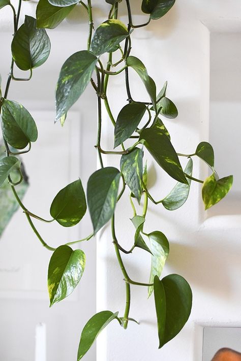 Easy General Care Tips on how to care for Pothos plants! Including their watering needs, light needs, the best containers, where to buy and much more. Delineate Your Dwelling #plantcare #potho #goldenpothoscare Clean Plant Leaves, Pathos Plant, Pothos Plant Care, Pothos Vine, Plants Grown In Water, Pothos Plants, Snake Plant Care, Plant Tips, Plant Care Houseplant