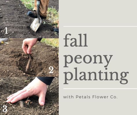 Planting your Peonies – Fall is best for cold soil and to establish a strong root system! We are so happy that we are able to provide our amazing customers with some of their very own peony plants this year!  Once you have purchased your eye-root(s), be sure to follow the planting info below to enjoy beautiful blooms for years to come! Smiles, Amber Planting Instructions It is important to plant your peony eye-roots as soon as you receive them.  If you are not able to plant the peony ... Peony Bulbs Planting, How To Plant Peony Roots, Planting Peony Roots, Planting Peonies In The Fall, When To Plant Peonies, Peony Planting, Peony Bulbs, Asparagus Plant, Planting Peonies