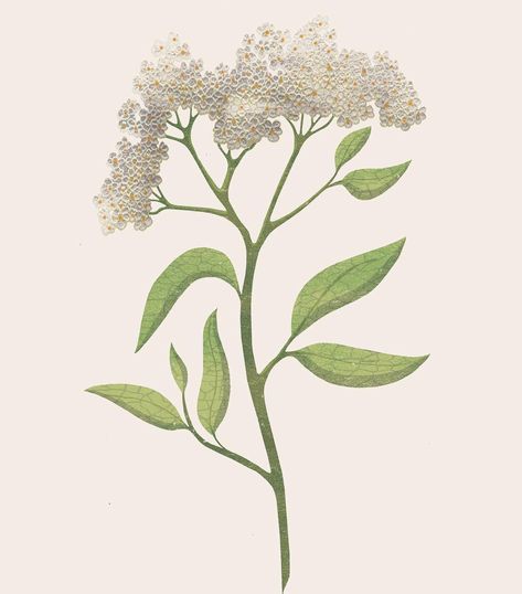 Elderflower Drawing, Elderflower Illustration, Elderflower Plant, Lucy Rose, Graphics Sketchbook, Beer Graphic, Fruit Illustration, Nature Artwork, Flower Drawing