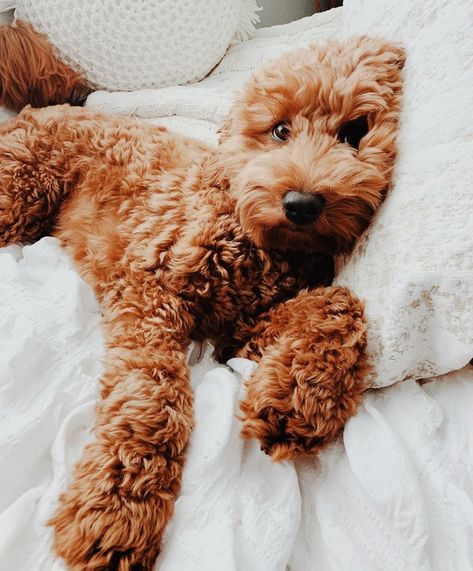 Teddy Bear Poodle, Goldendoodle Grooming, Golden Doodle Dog, Mini Goldendoodle Puppies, Crazy Dog Lady, Mini Goldendoodle, It's Monday, Really Cute Dogs, Puppies And Kitties