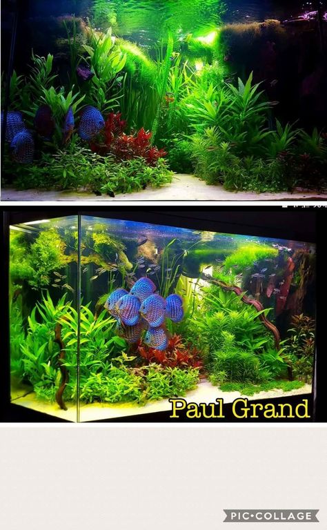 Freshwater Aquarium, Fish Tank, Color Inspiration, Fresh Water, Fish, Plants, Quick Saves, Color