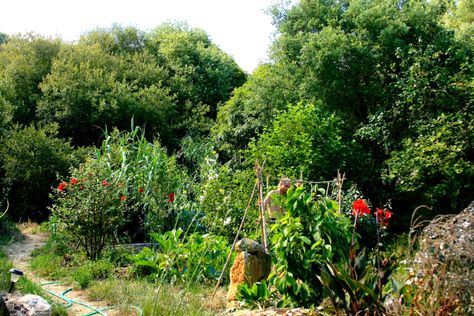 young fruit trees and their guilds growing well in our Terra Alta food forest Food Forest Design, Tree Guild, Tree Clay, Permaculture Design Course, Orchard Garden, Apricot Fruit, Permaculture Design, Food Forest, Forest Garden