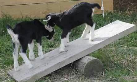 ...goat see saw? sounds hilarious Goat Playground, Goat Toys, Goat Pen, Goat Shelter, Mini Goats, See Saw, Pet Goat, Goat House, Goat Care