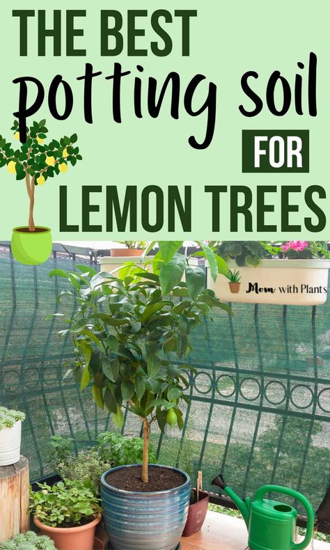 The right soil for potted lemon trees is important for a healthy tree that produces fruit. Here's a look at the best potting soil for lemon trees. Growing A Lemon Tree, Lemon Tree Potted, Indoor Lemon Tree, Best Smelling Flowers, Lemon Plant, Big Planters, Meyer Lemon Tree, How To Grow Lemon, Garden Prepping