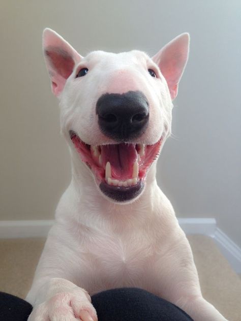 14 Reasons English Bull Terriers Are The Worst Indoor Dog Breeds Of All Time Stanford Terrier, Mini Bull Terrier, Mini Bull Terriers, Miniature Bull Terrier, English Bull Terrier, Bull Terrier Puppy, Photo Animaliere, Silky Terrier, English Bull Terriers