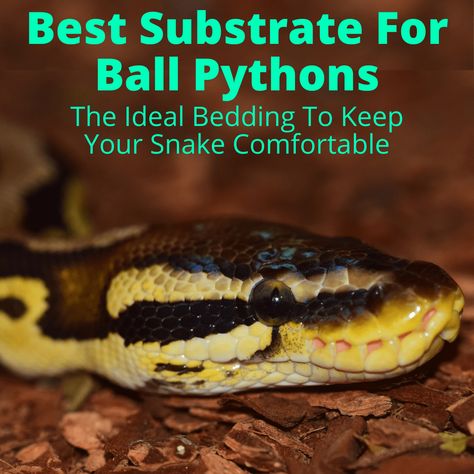 The best substrate for ball pythons is one that hold moisture well. There are a few good options and we'll compare them all. Avoid any bedding that has... Ball Python Terrarium, Python Terrarium, Ball Python Cage, Terrarium Setup, Ball Python Care, Snake Terrarium, Snake Hides, Cypress Mulch, Snake Enclosure