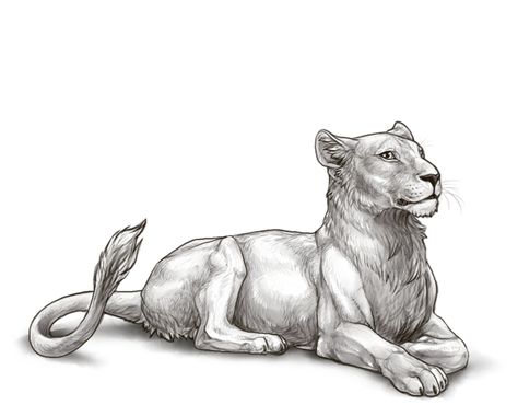 Lion Page :|: Lioden Lying Down Drawing, Female Lioness, Big Cat Tattoo, Wild Animal Wallpaper, Female Lion, Cat Drawing Tutorial, Lion Drawing, Animal Drawings Sketches, Female Drawing