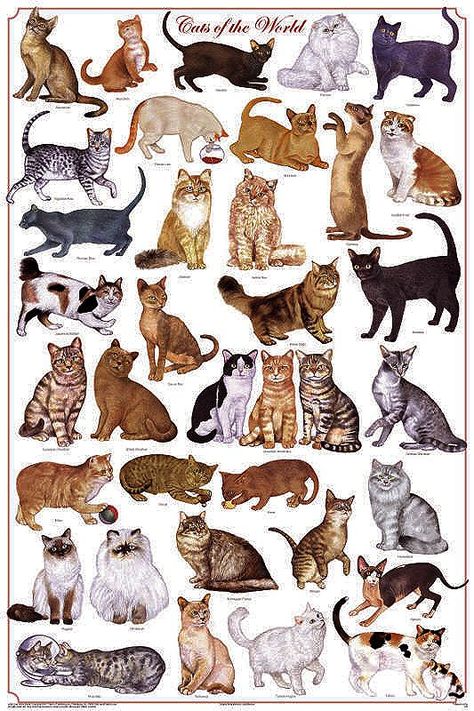 Cats Of The World, Cat Breeds Chart, Different Cats, Science Chart, Cat Portraits, Frames For Canvas Paintings, Warrior Cats, All About Cats, Cat Lover Gifts