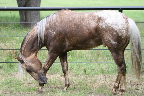 GAY BARS SILVER -champion sooty palomino blanket  APPALOOSA STALLION Sooty Palomino, Blanket Appaloosa, Horse Products, Palomino Horse, Quarter Horses, American Quarter Horse, Appaloosa Horses, Old Faithful, All The Pretty Horses