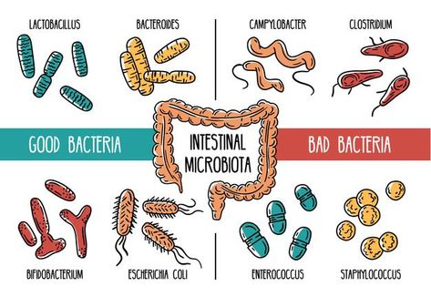 Infographics of the human gut microbiota... | Premium Vector #Freepik #vector #infographic #health #doodle #human Doodle Human, Gut Microbiota, Vector Infographic, Gut Bacteria, Healthy Gut, Mens Casual Outfits, Premium Vector, Seamless Patterns, Vector Art