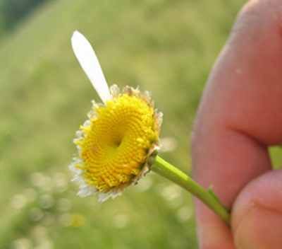 flowers behind back, pulling daisy petals off, throwing petals up, dancing in petals, dropping on lens Happy Resurrection Sunday, Elf Goodbye, Does He Love Me, Surviving Infidelity, Daisy Image, He Loves Us, Sunday Images, Daisy Petals, Redeeming Love