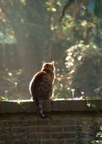 Our old fat cat sitting on our garden wall in Utrecht, the Netherlands Cat Reference, Kinds Of Cats, Cat Photography, Cat Boarding, Fat Cats, Cat Litter Box, Cat Sitting, Warrior Cats, Pretty Cats