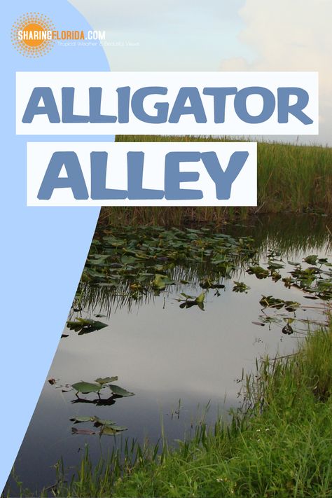 Florida Crocodiles, Alligators All Around, Alligator Alley Florida, St Augustine Alligator Farm, Everglade City Florida, Southern Florida, Everglades Florida, Lookout Tower, Road Trippin