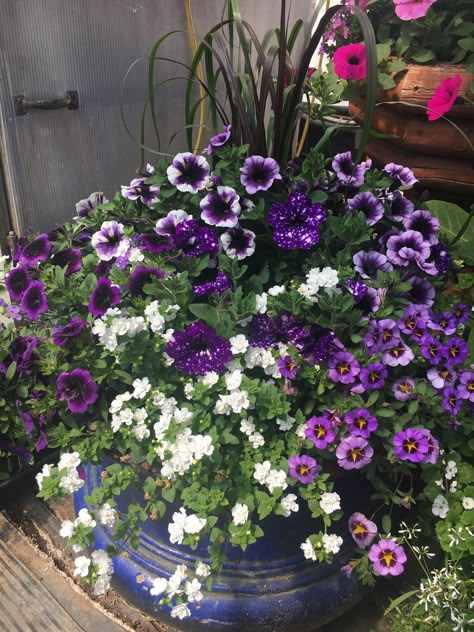 Purple And White Flower Planters, Purple Flower Pots Planters, Purple Flower Planter Ideas, Flower Containers Ideas, Pots On Steps, Flower Pot Combinations, Petunia Planter, Annual Flower Beds, Front Porch Flower Pots