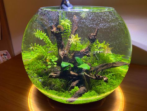 Betta Fish Bowl, Fish Tank Themes, Aquarium Garden, Glass Fish Tanks, Taman Air, Fish Tank Terrarium, Aquascape Design, Indoor Water Garden, Aquatic Garden