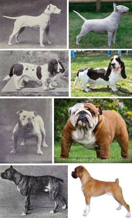 How selective breeding changes dog breeds over time. Dog Breeding, Animal Tracks, What Dogs, Dog Info, Terrier Puppy, 100 Years Ago, Cat Artwork, Old Dogs, Zoology