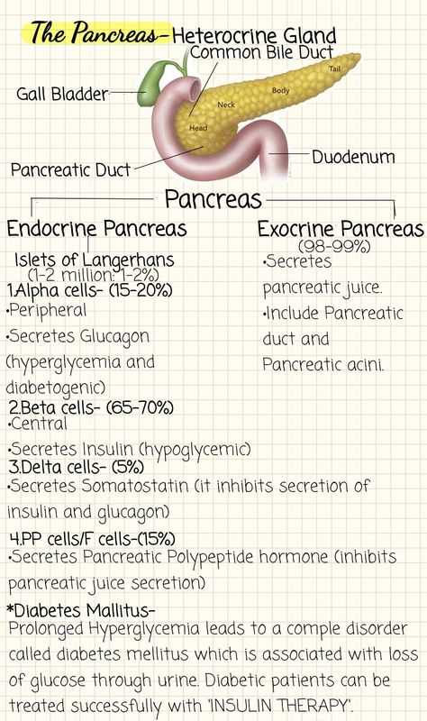 Pancreas Anatomy Notes, Animal Nutrition Grade 11 Notes, Pancreas Notes, Human And Social Biology Notes, Endocrinology Notes, Anesthesiologist Notes, Human Biology Notes, Homeostasis Biology Notes, Human Anatomy Notes